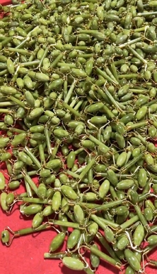 OEM/ODM گل رز کوارتز ژاد رولر ماساژور سنگ صورت با روغن سرم و Gunsha